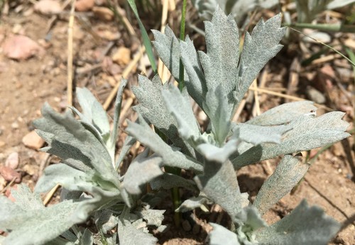 Silver Wormwood