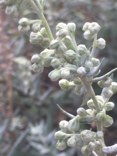 Silver Wormwood