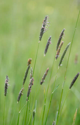 Meadow Foxtail