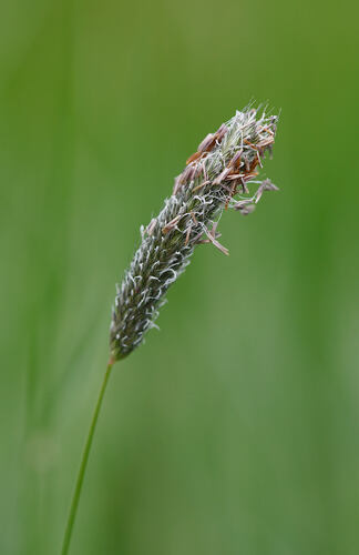 Meadow Foxtail