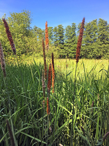 Meadow Foxtail
