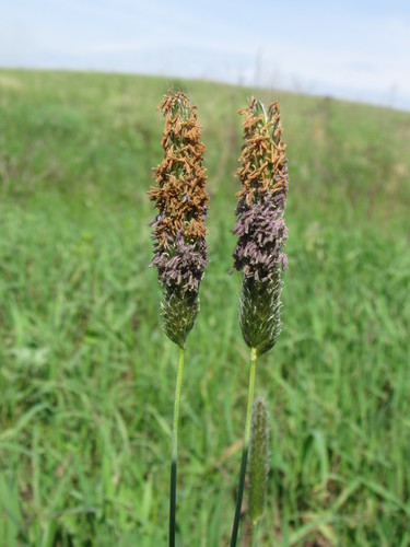 Meadow Foxtail