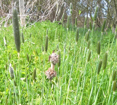 Meadow Foxtail