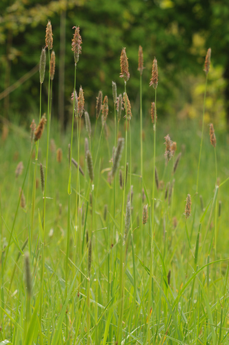 Meadow Foxtail
