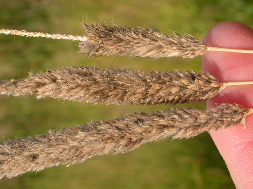 Meadow Foxtail