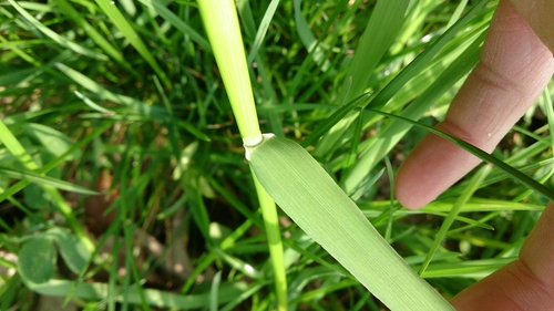 Meadow Foxtail