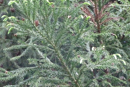 sugi
