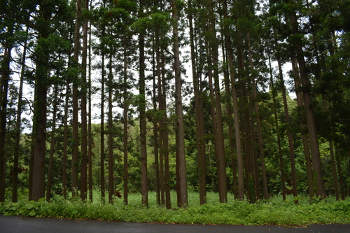 sugi