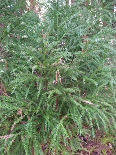 sugi