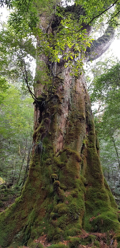 sugi