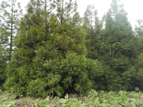 sugi