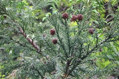 sugi