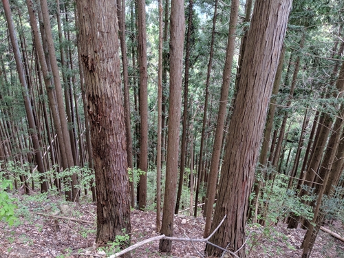 sugi