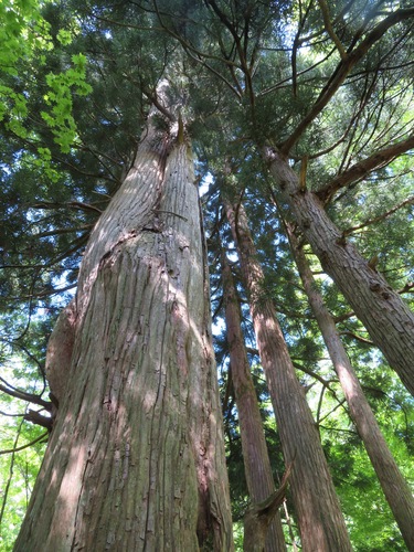 sugi