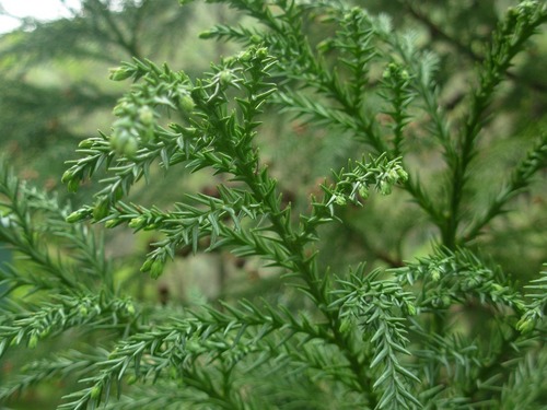 sugi