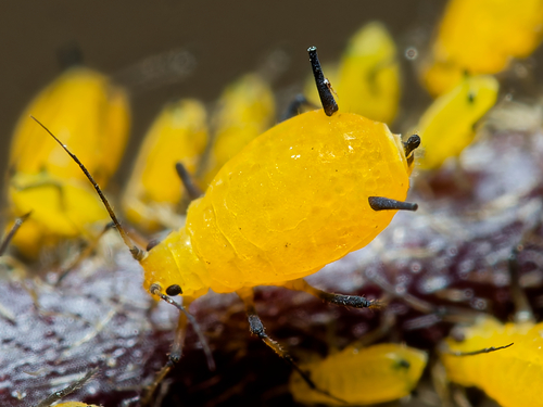 Oleander Aphid