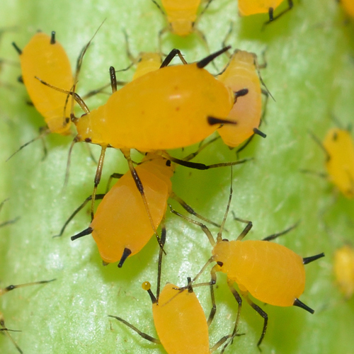Oleander Aphid