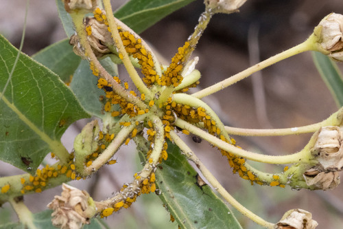 Oleander Aphid