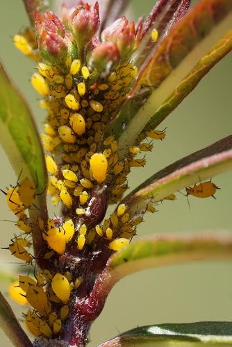 Oleander Aphid