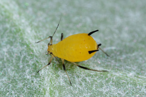 Oleander Aphid