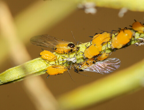 Oleander Aphid