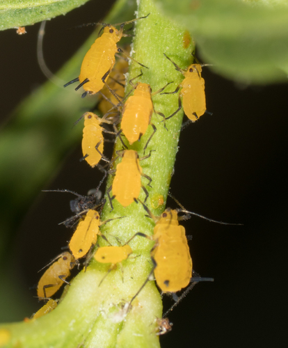 Oleander Aphid