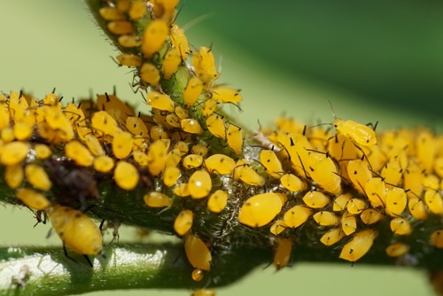Oleander Aphid