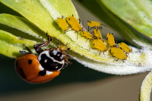 Oleander Aphid