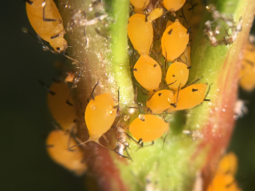 Oleander Aphid