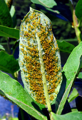 Oleander Aphid
