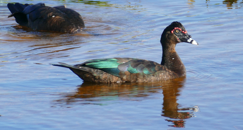 Muscovy Duck