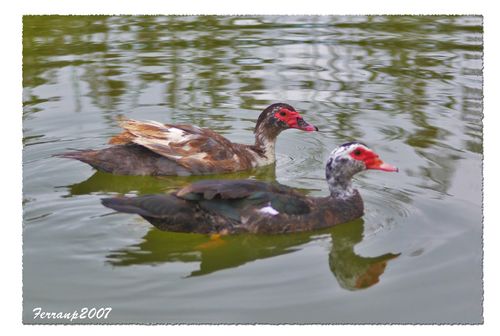 Muscovy Duck