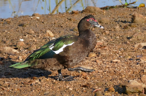 Muscovy Duck