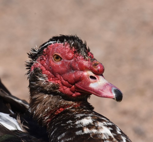 Muscovy Duck