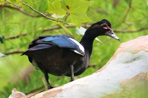 Muscovy Duck