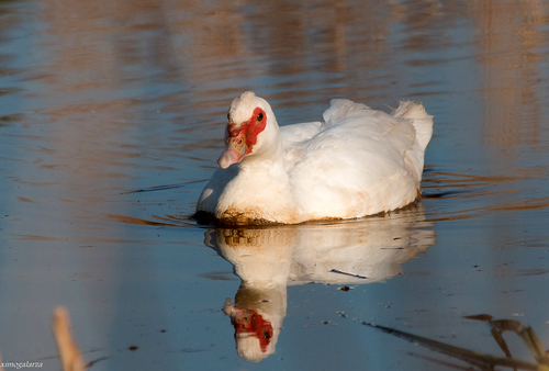 Muscovy Duck