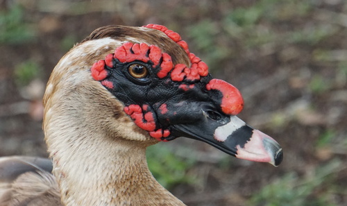 Muscovy Duck