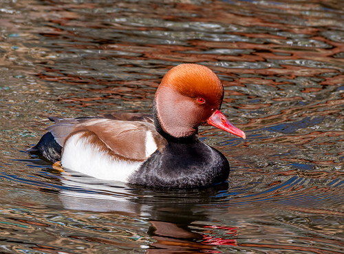 Red-crested Pochard
