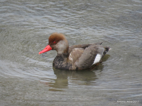 Red-crested Pochard