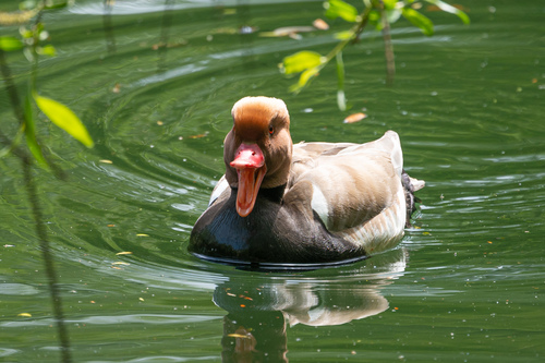 Red-crested Pochard