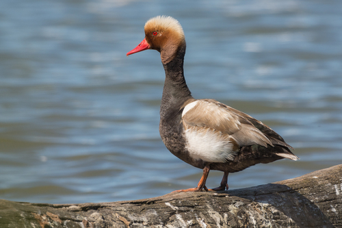 Red-crested Pochard