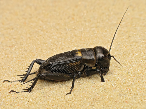 European Field Cricket