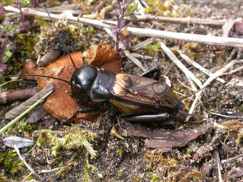 European Field Cricket