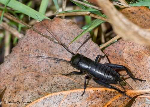 European Field Cricket