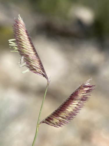 Blue Grama