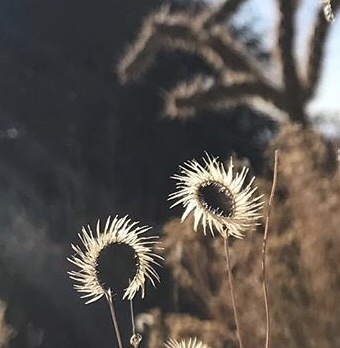 Blue Grama