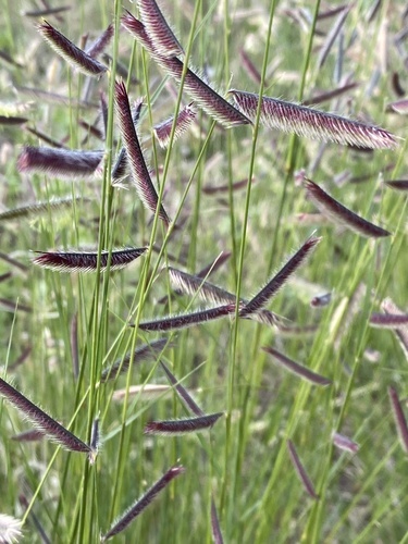 Blue Grama