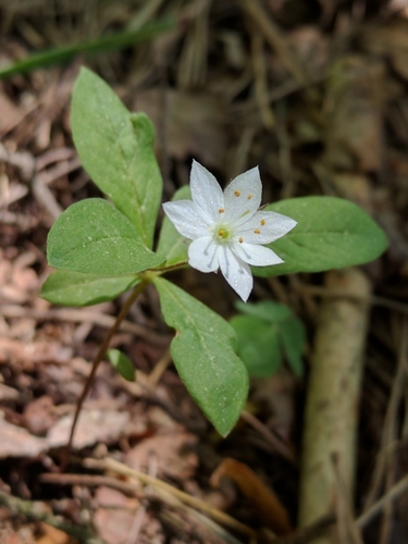 Arctic Starflower