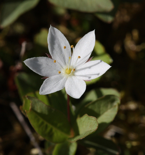Arctic Starflower