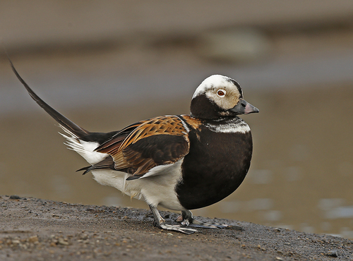 Long-tailed Duck